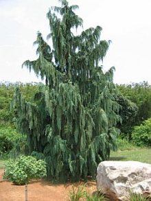    "pendula"