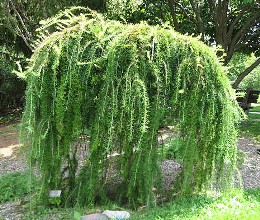   "pendula"