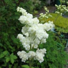 filipendula ulmaria